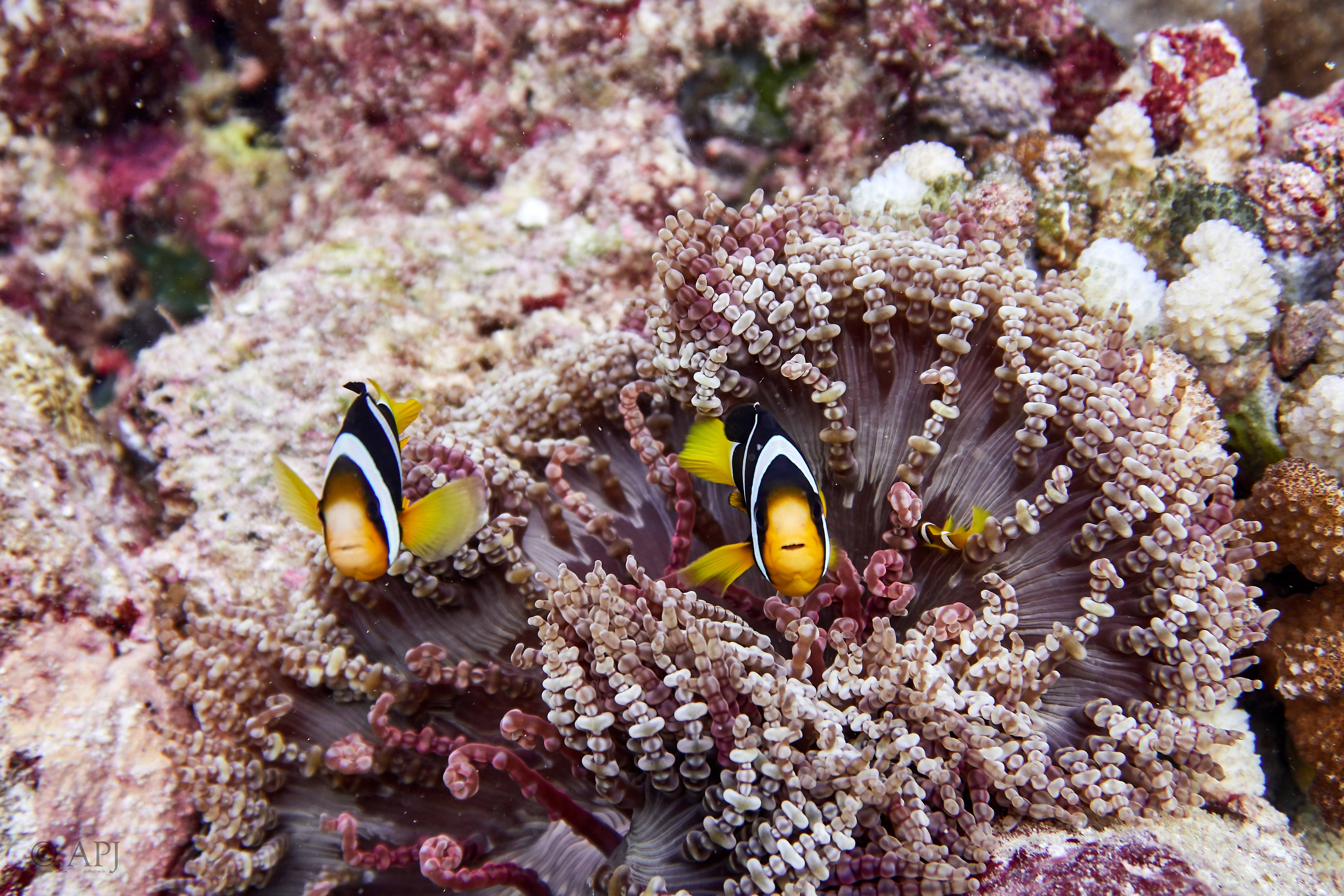 002244 17 08 17  Canon PowerShot G7 X Mark II   Malediven2017